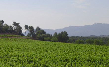 Terra Alta