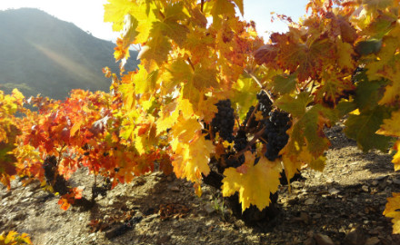 Les vins du Priorat