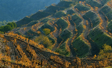 Les vins du Priorat