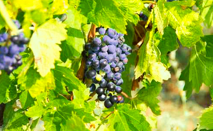 Vins de Monóvar